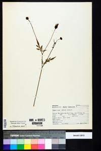 Bidens bipinnata image