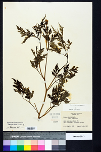 Bidens bipinnata image