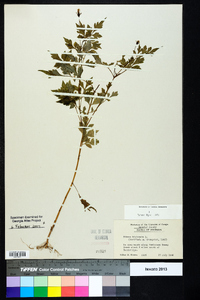 Bidens bipinnata image