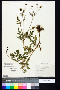 Bidens bipinnata image