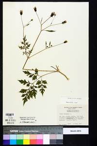 Bidens bipinnata image