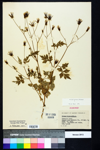 Bidens bipinnata image