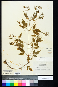 Bidens discoidea image