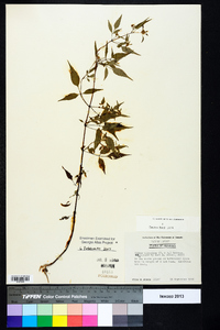 Bidens discoidea image