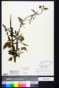 Bidens discoidea image