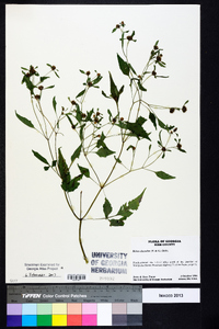 Bidens discoidea image