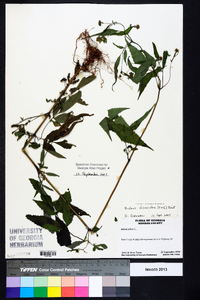 Bidens discoidea image