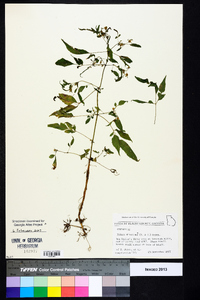 Bidens discoidea image