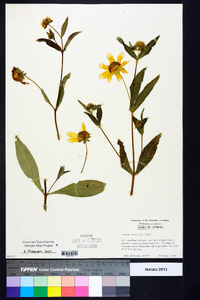 Bidens laevis image