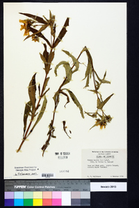 Bidens laevis image