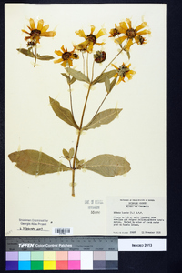 Bidens laevis image