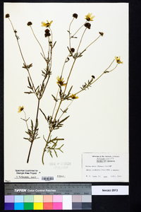 Bidens mitis image