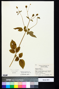 Bidens pilosa image