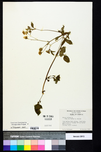 Bidens pilosa image