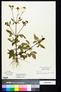 Bidens pilosa image