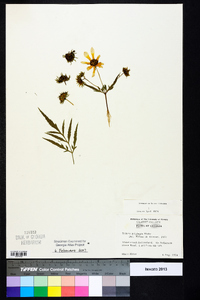 Bidens aristosa image