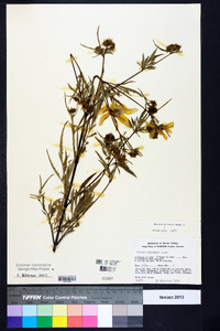 Bidens aristosa image