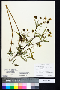 Bidens aristosa image