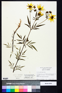 Bidens aristosa image