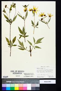 Bidens aristosa image