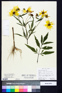 Bidens aristosa image