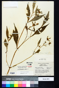 Bidens tripartita image