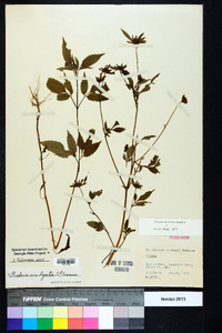 Bidens vulgata image