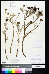 Borrichia frutescens image