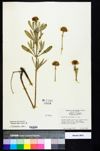 Borrichia frutescens image