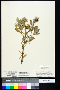 Borrichia frutescens image