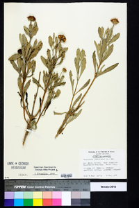 Borrichia frutescens image