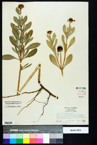 Borrichia frutescens image