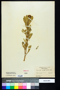 Borrichia frutescens image