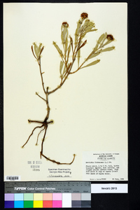 Borrichia frutescens image