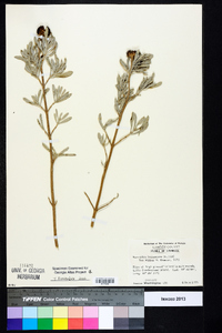 Borrichia frutescens image