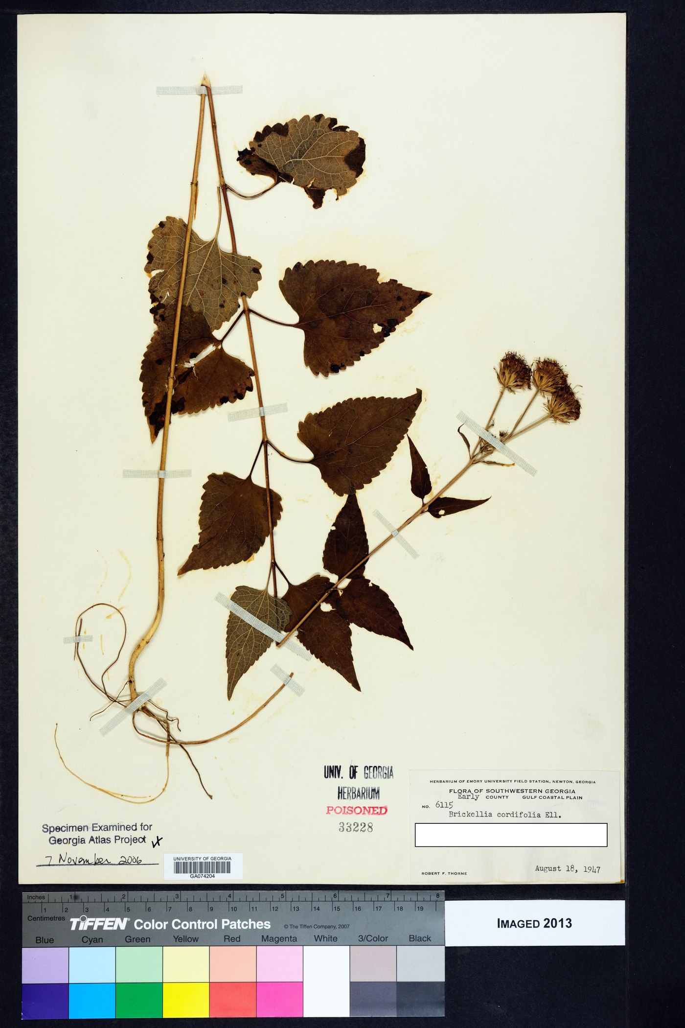 Brickellia cordifolia image