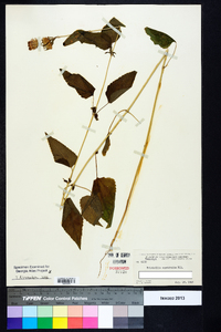 Brickellia cordifolia image