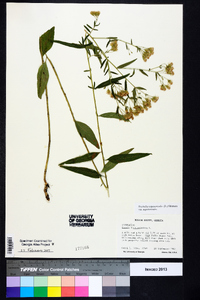 Brickellia eupatorioides image