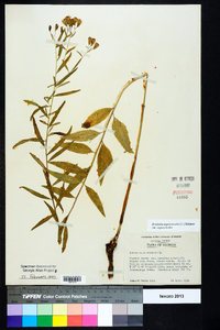 Brickellia eupatorioides var. eupatorioides image