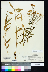 Brickellia eupatorioides image