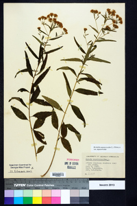 Brickellia eupatorioides image