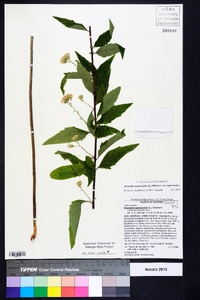 Brickellia eupatorioides var. eupatorioides image
