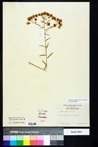 Brickellia eupatorioides image