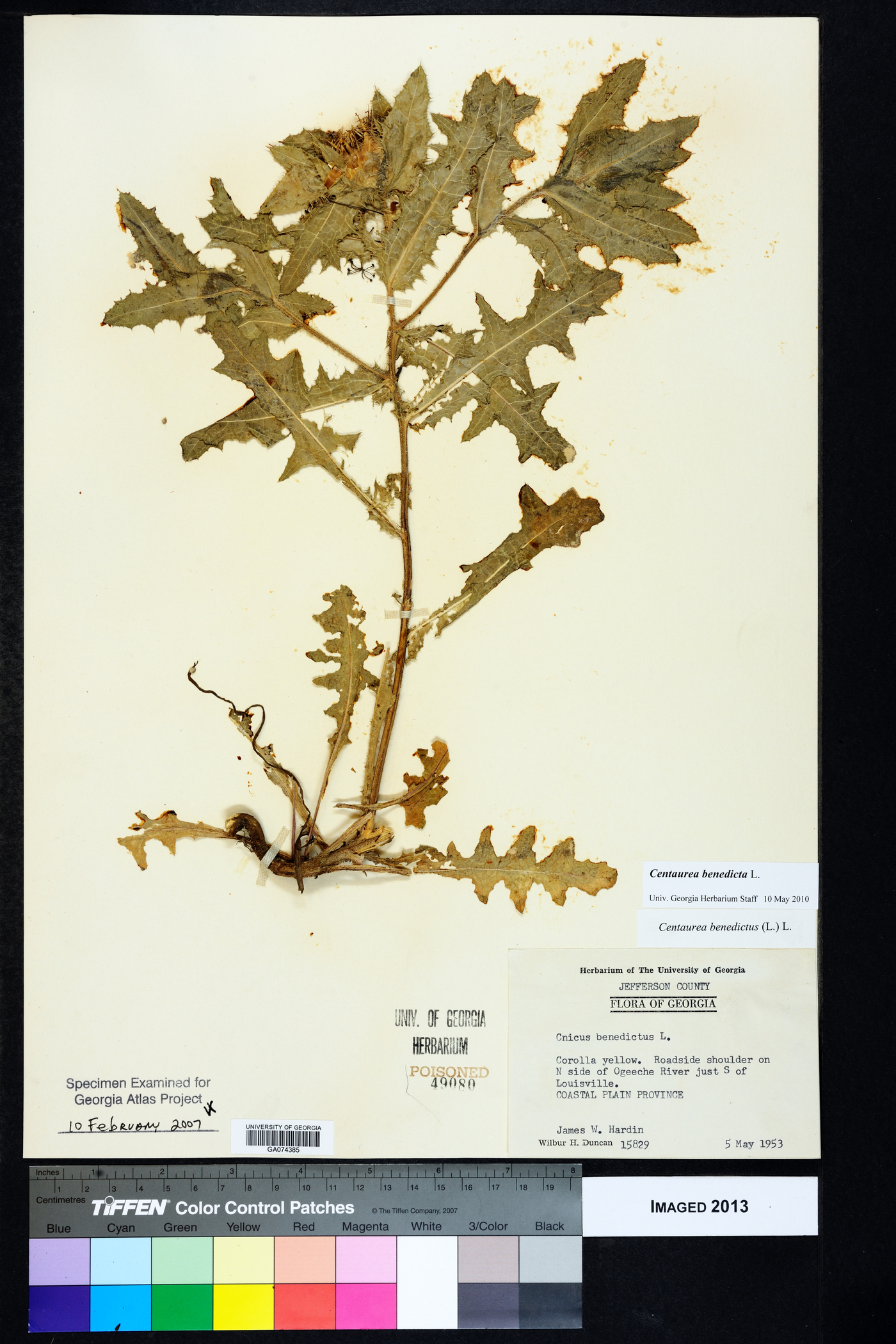 Centaurea benedicta image