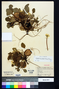 Chrysogonum virginianum var. australe image