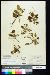 Chrysogonum virginianum image