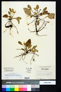 Chrysogonum virginianum var. australe image