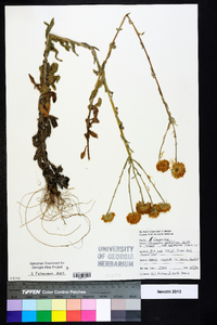 Chrysopsis gossypina image