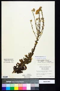 Chrysopsis gossypina image