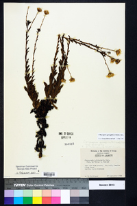 Chrysopsis gossypina image